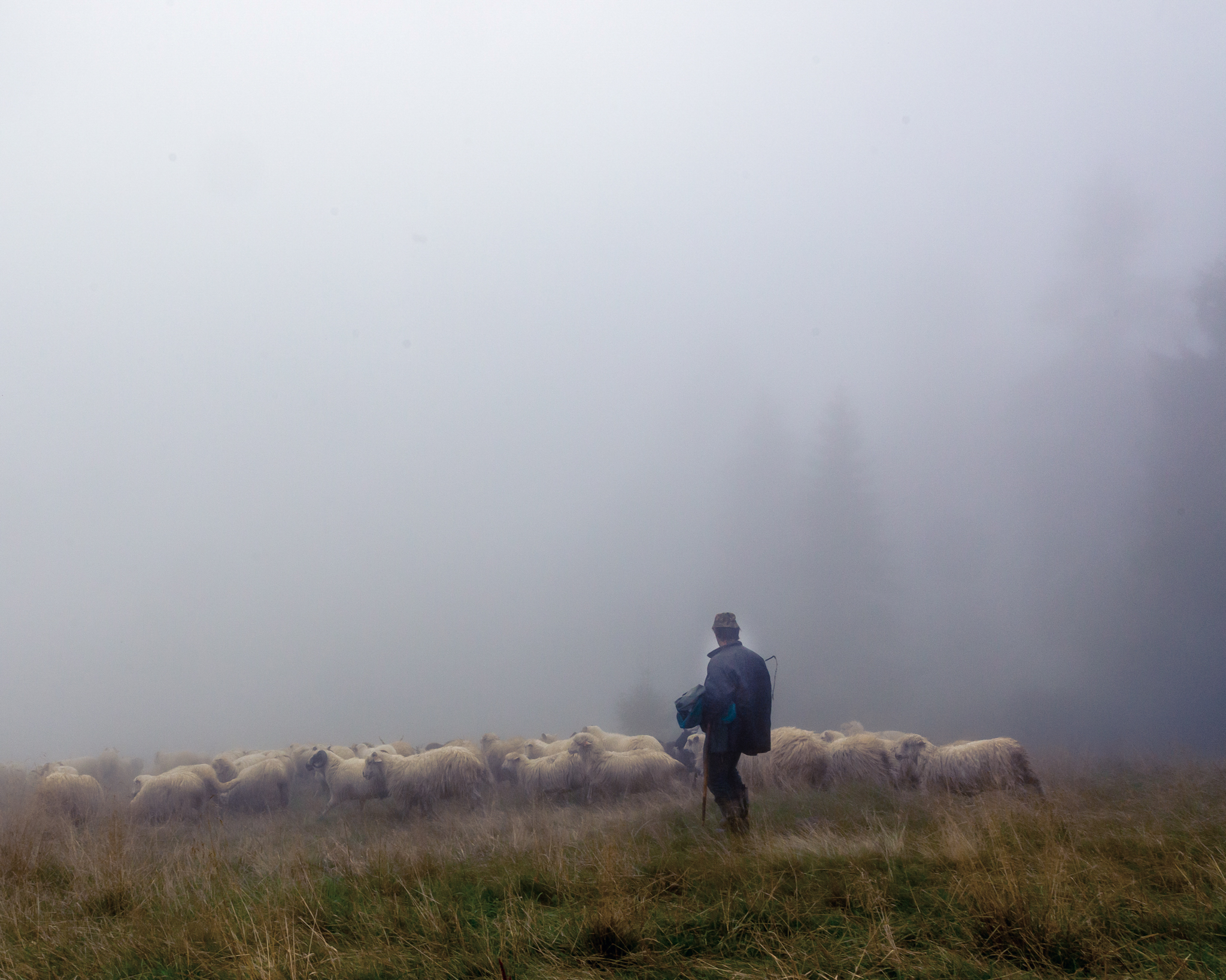Plošný odstrel vlka útoky nevyrieši. Pomôžu strážne psy či elektrické ohradníky