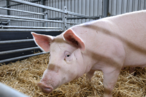 Veľká rana pre slovenských farmárov. Pre africký mor ošípaných usmrtia takmer 20-tisíc zvierat