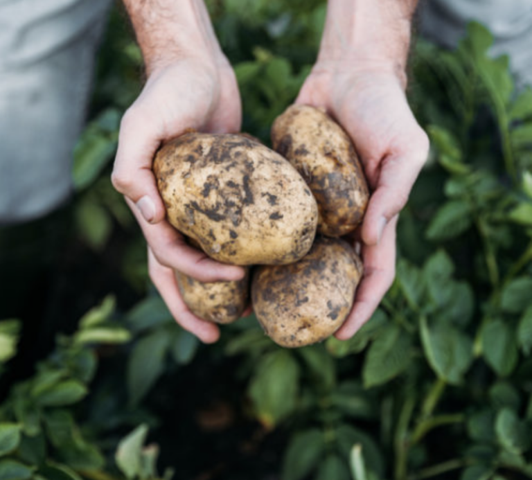 Zemiaky aj kapusta pre Rusko: Lukašenko vyzýva farmárov k zvýšeniu úrody