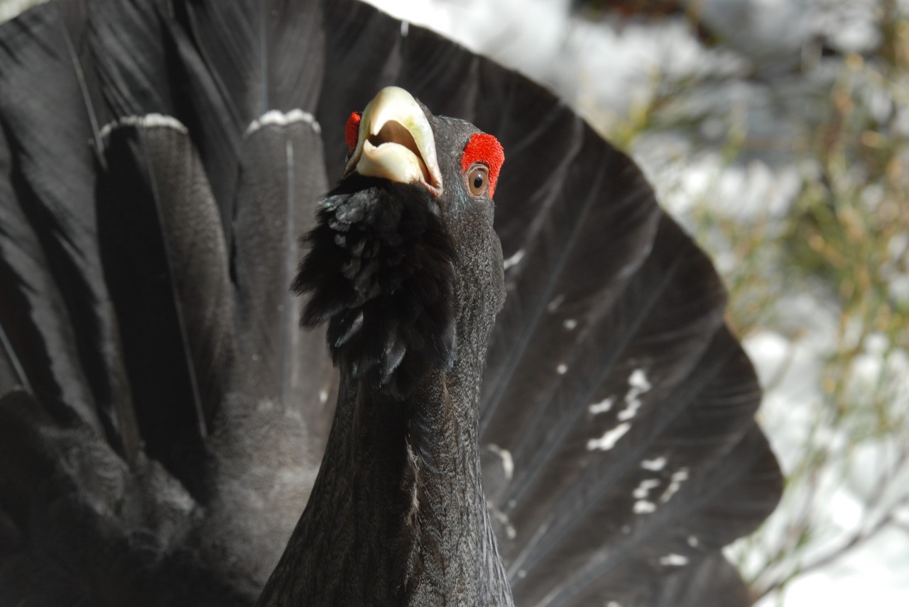 Nedostatočne chránime hlucháňa. Európska komisia hrozí pokutami