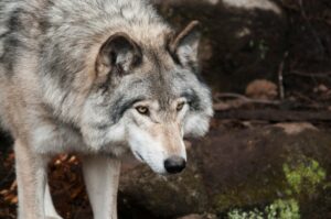 Gray wolf.