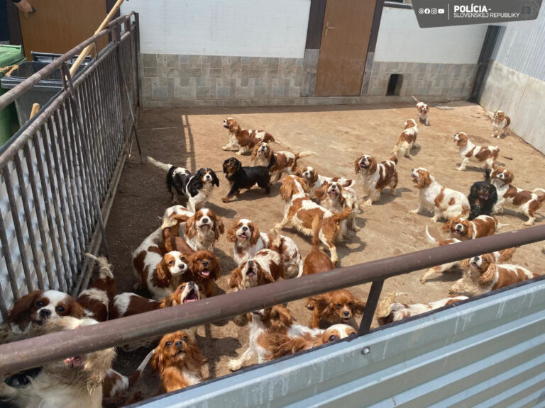 Zásah polície: v najväčšom nelegálnom chove v histórii našla 853 psov