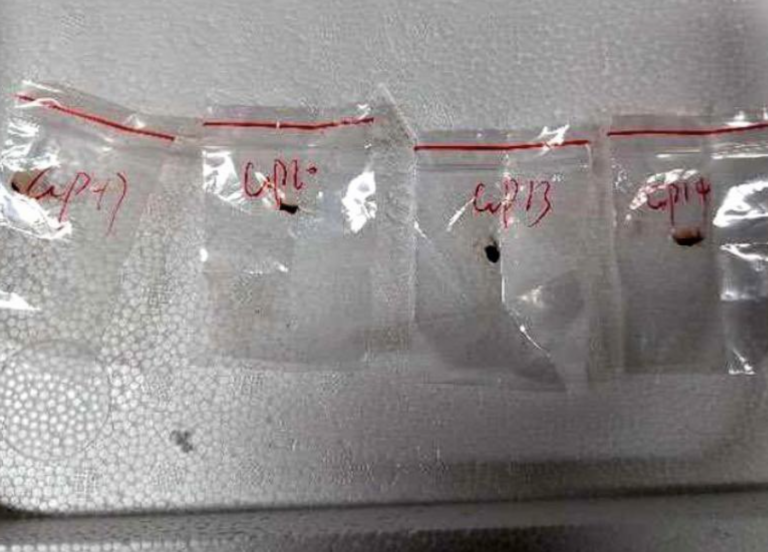 USA obvinili Číňanov z pašovania „nebezpečnej huby“, odborníci nesúhlasia