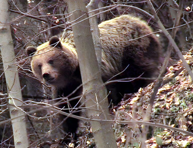Ministerstvo vydalo výnimky na odlov 126 medveďov, zásahové tímy odstrelili 19