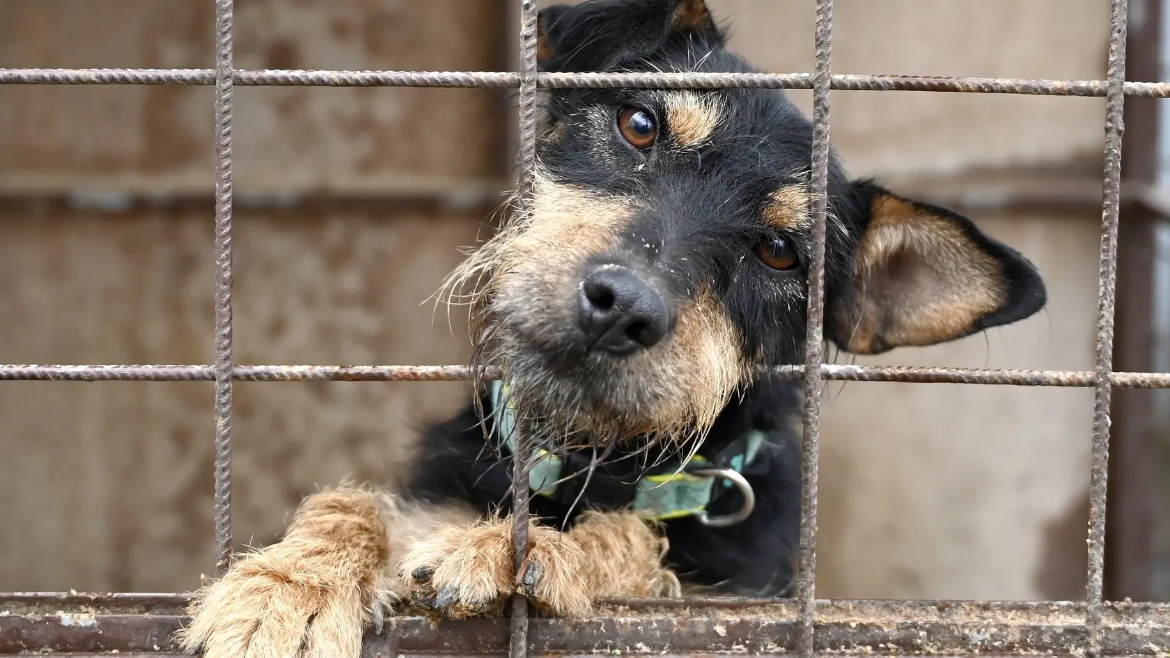 Europarlament chce lepšie chrániť psy a mačky. Proti ich týraniu zakročí aj Slovensko