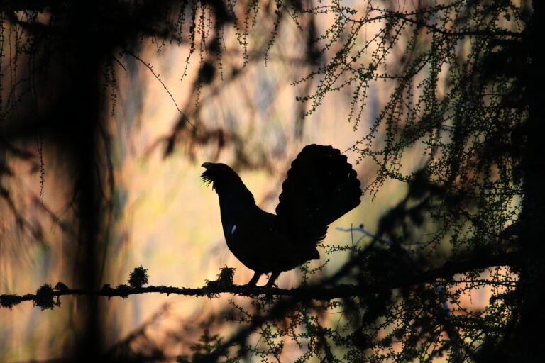 Ťažba v Tatrách ohrozuje hlucháňa, varujú ochranári z My sme les