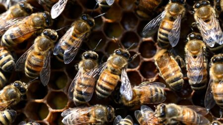 Bees.