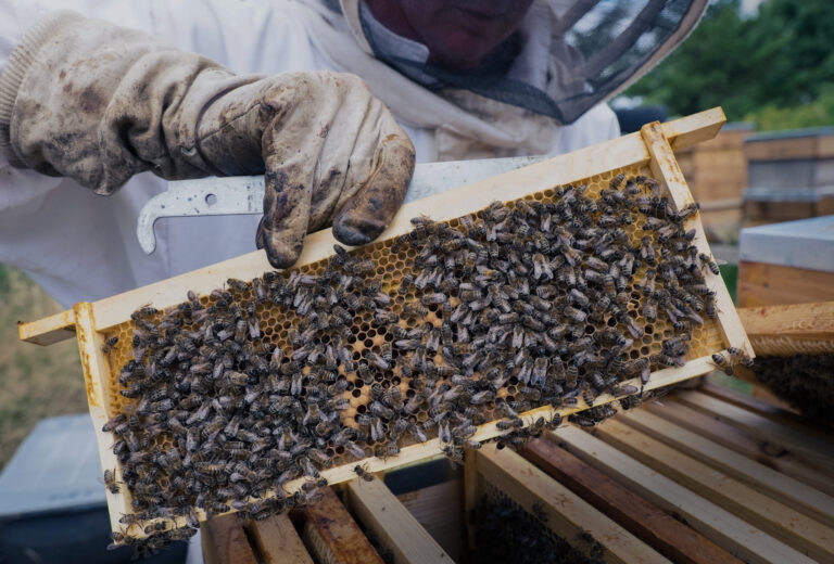 Včelárstvo. Foto: Ian Forsyth/Getty Images