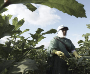 Engine of Growth or Hindrance to Prosperity?