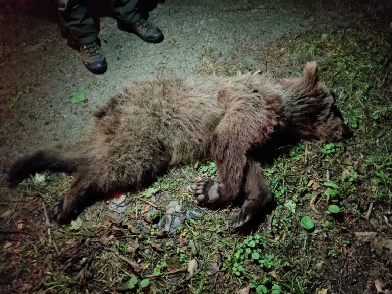Kuffa oznámil odstrel medveďa v Turci. Zvykol zbiehať do záhrad
