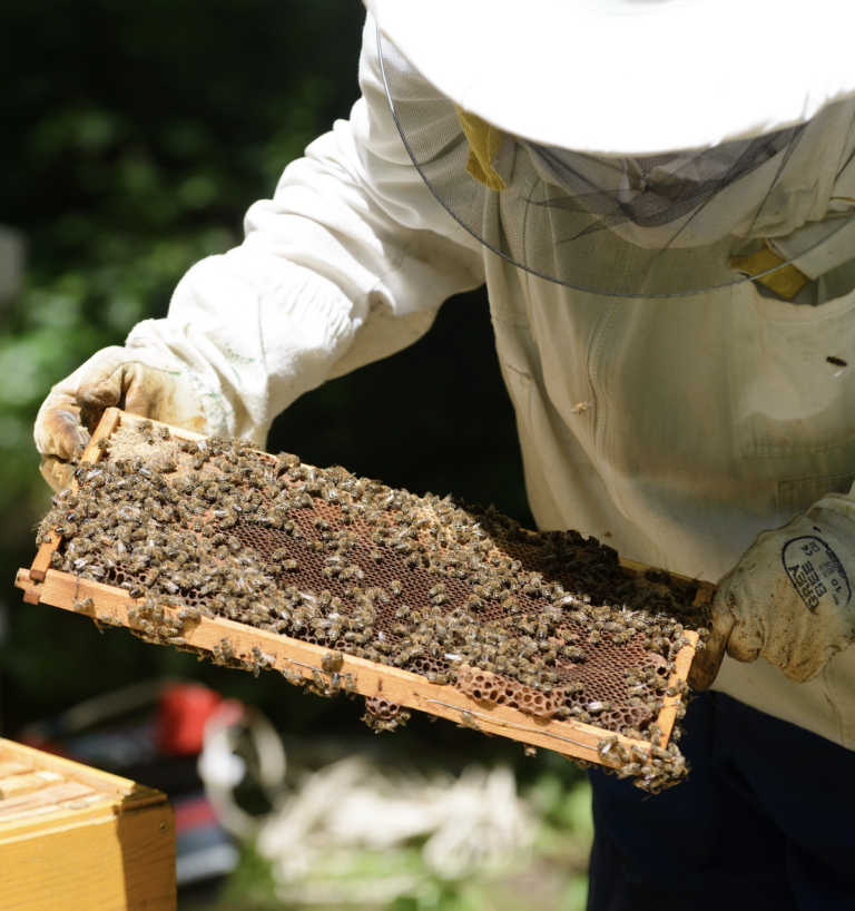 Včelári a aktivisti bijú na poplach. Francúzsko povolilo zakázaný pesticíd