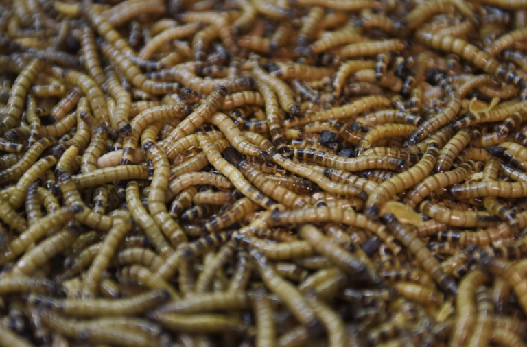 Takáčov rezort odmieta hmyziu novelu SNS. Zákon vraj ohrozuje jednotný trh