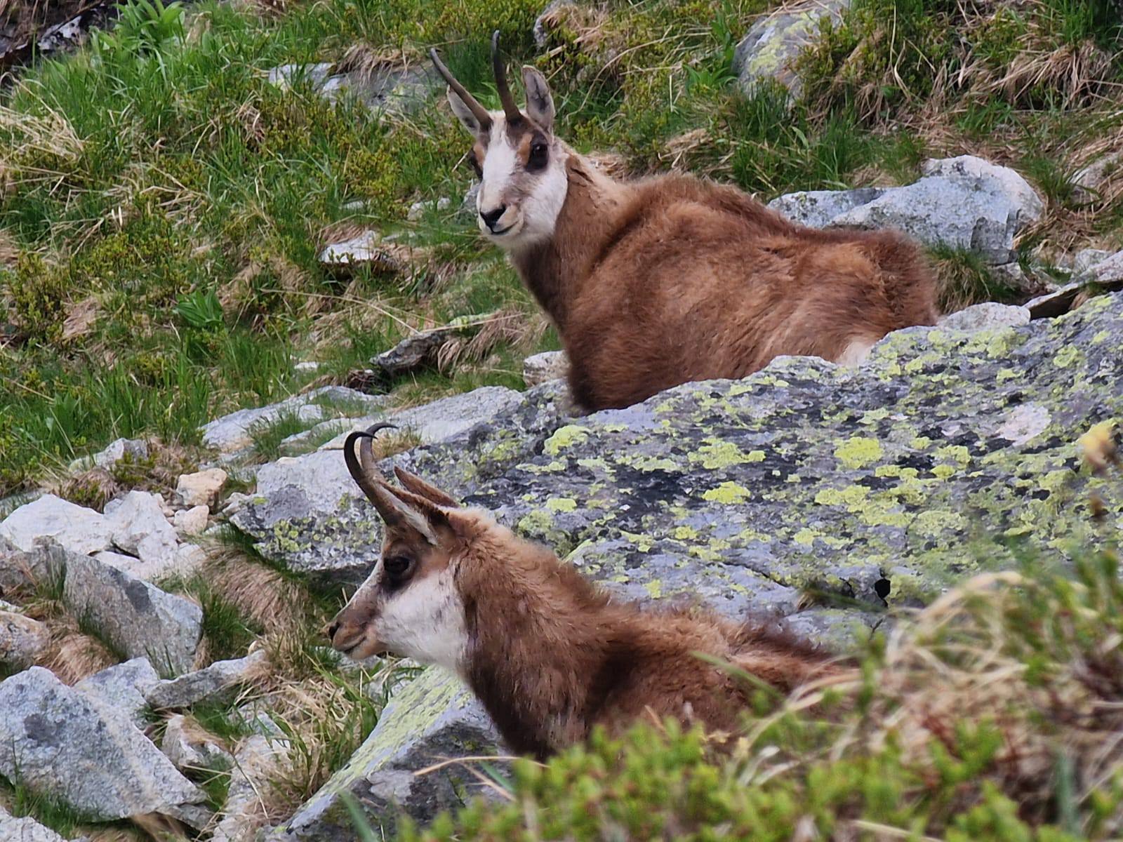 Počet kamzíkov vo Vysokých Tatrách klesol. Pokus o záložnú populáciu v minulosti nevyšiel