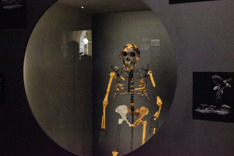 V Prahe vystavujú najslávnejšiu kostru sveta, známu ako Lucy