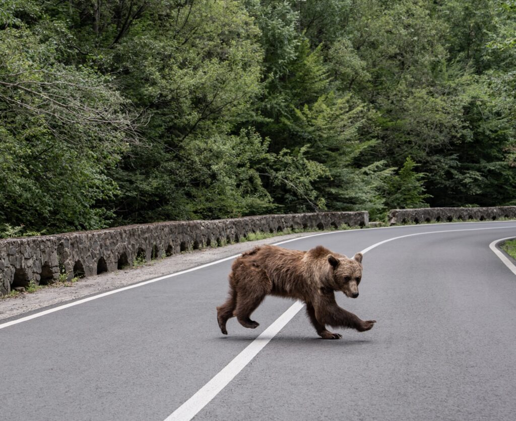 A brown bear crosses Romania’s Transfagarasan Pass, where a tourist was killed in a bear attack in July 2025. Rising bear numbers have brought growing conflict between conservation, tourism and public safety. Photo: Ioana Moldovan/The New York Times