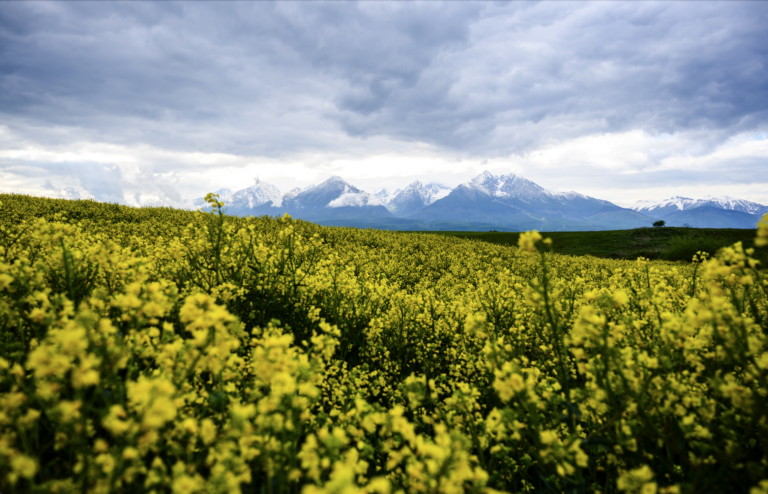 Rezort spravodlivosti plánuje sprísniť tresty v rámci ochrany prírody