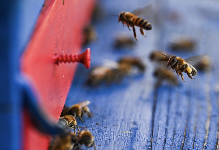 Včely medonosné prilietajú do úľa na kopaniciach v osade U Valenčíkov v Lubine. Foto Martin Medňanský/TASR