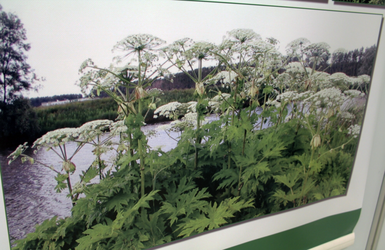 Invázny boľševník pri Zvolene: šťava obrovskej byliny spôsobuje pľuzgiere