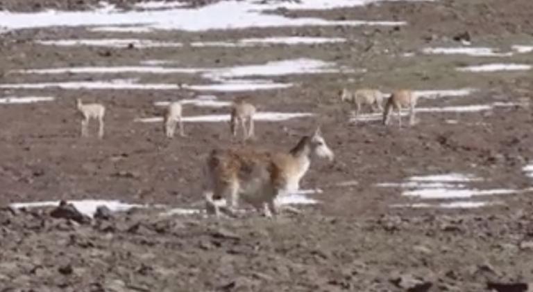 Čína nasadila robotickú antilopu s 5G a AI na dohľad v Tibete