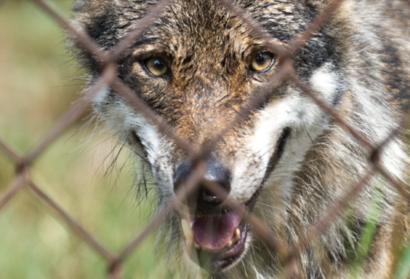 Za október odstrelili vyše dvadsať vlkov. Ochranári poukazujú na vážne zlyhania