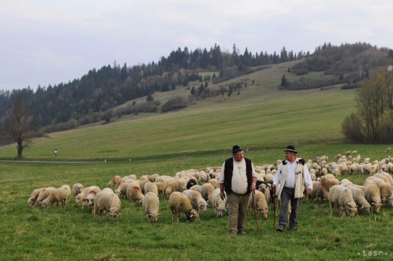 V Ráztočne potvrdili Q horúčku, infekciu prenášanú zvieratami a prachom