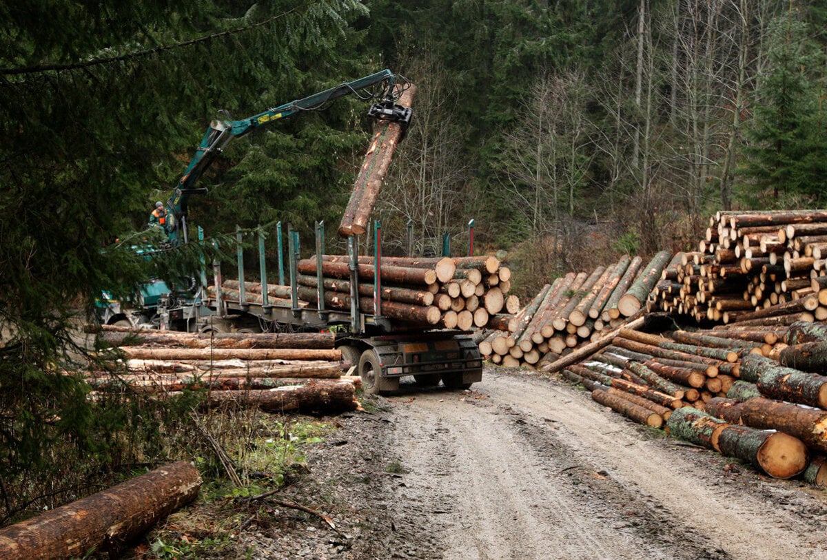 Problémy s drevom: guľatinu vyvážame, domáci spracovatelia sú bez práce