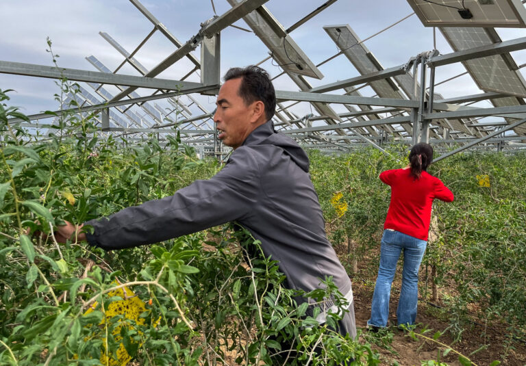 Solar cells as China's new weapon in the fight against desertification
