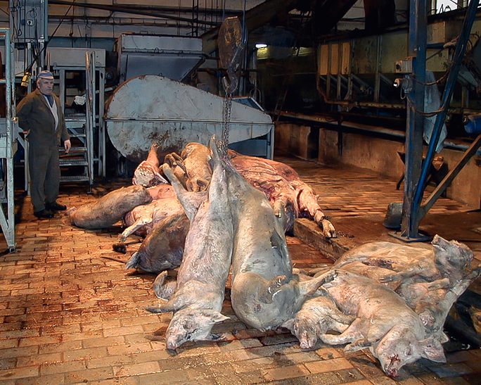 Situácia po slintačke a krívačke. Prečo sa názory na potrebu ďalšej kafilérie na Slovensku líšia