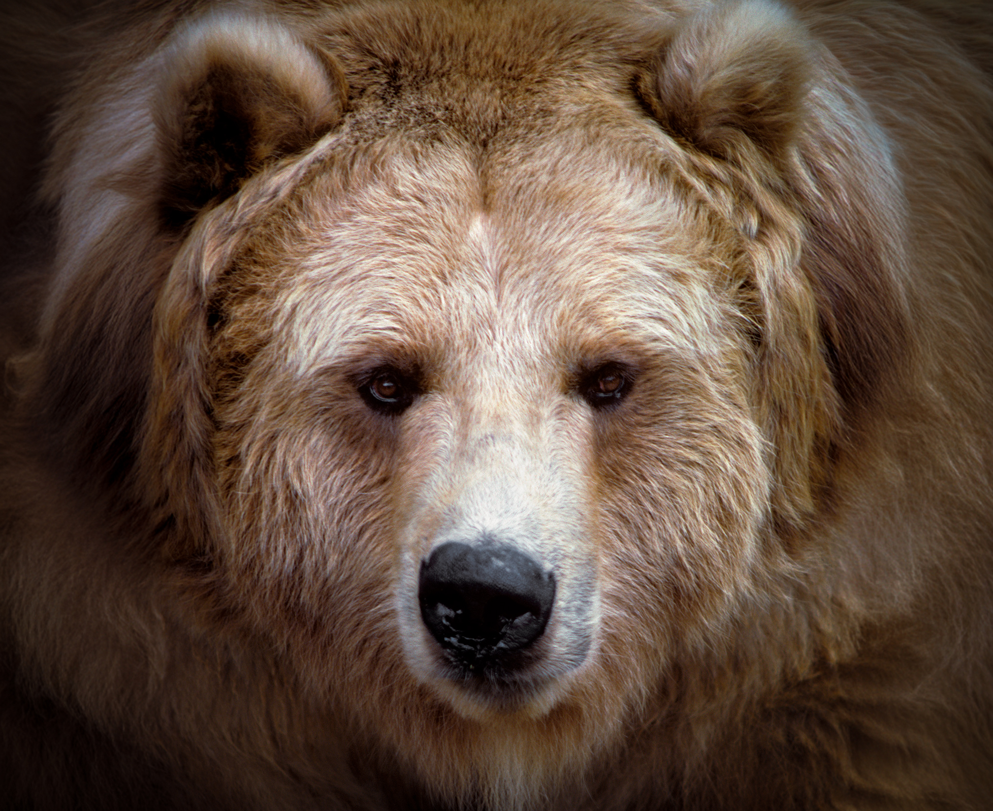 Armáda pomáhala s monitorovaním medveďov. Od apríla odstrelili 201 kusov