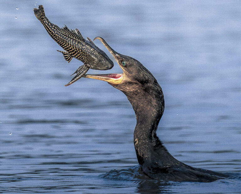 Kormorán. Foto: Peter Batty/Solent News/Profimedia