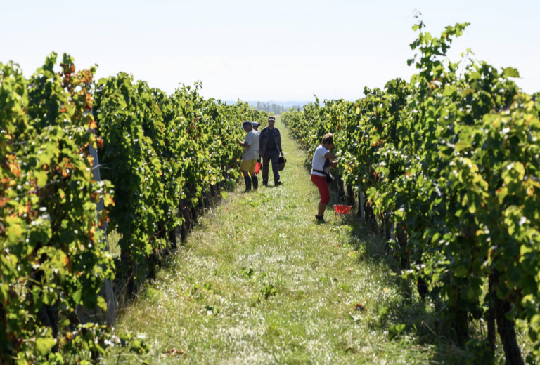 Nemeckí vinári čelia najväčšej kríze za posledné dekády