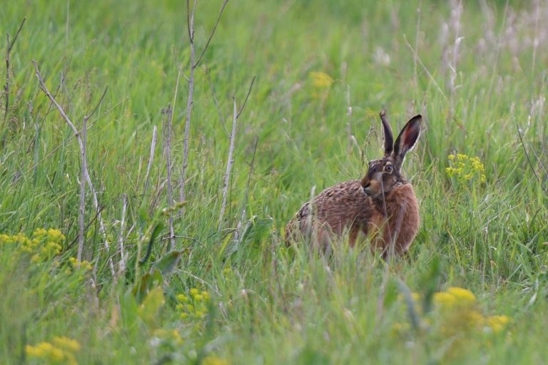 Zajac poľný. Foto: Lukáš Grinaj/TASR