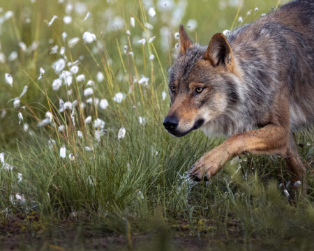Kvóta na lov vlkov sa rýchlo napĺňa. Strieľajú ich vraj v nesprávnych lokalitách