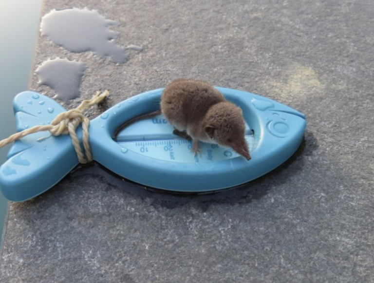 Nemecko hlási obete vírusu Borna, experti varujú pred kontaktom s hlodavcami