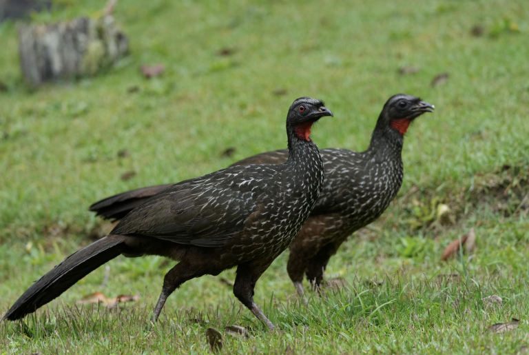Vtáčia chrípka naberá na sile, Francúzsko zvyšuje stupeň varovania