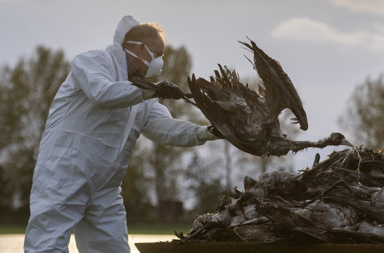 Vtáčia chrípka pohltila Nemecko, utratili už vyše pol milióna kusov hydiny