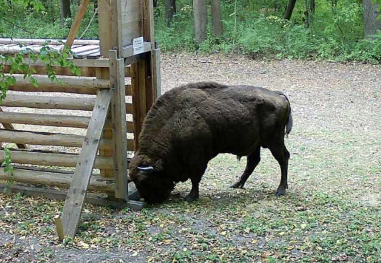 A tourist wanted to photograph a bison and ended up in the hospital