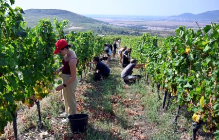 Slovenské vinohrady likviduje zlaté žltnutie viniča. Nebezpečnú chorobu prenáša cikáda