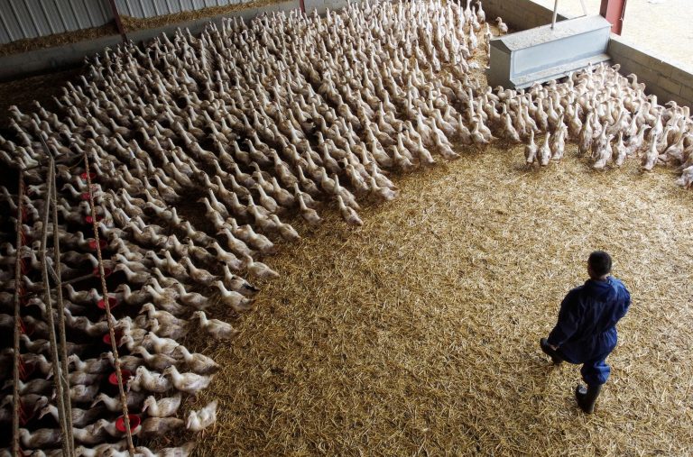 Spain orders closure of all poultry due to risk of avian flu