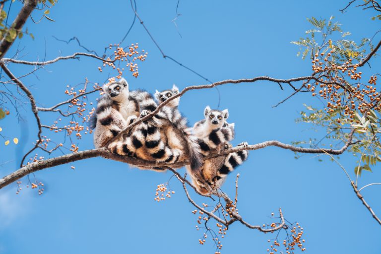 Lemurom na Madagaskare hrozí vyhynutie, jedia ich bohatí obyvatelia