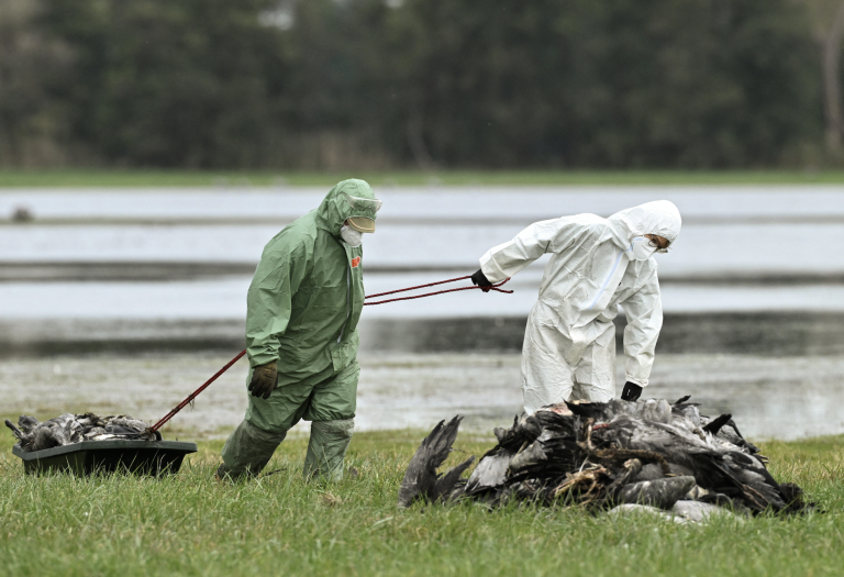 USA melden Tod eines älteren Mannes durch neuen Vogelgrippestamm