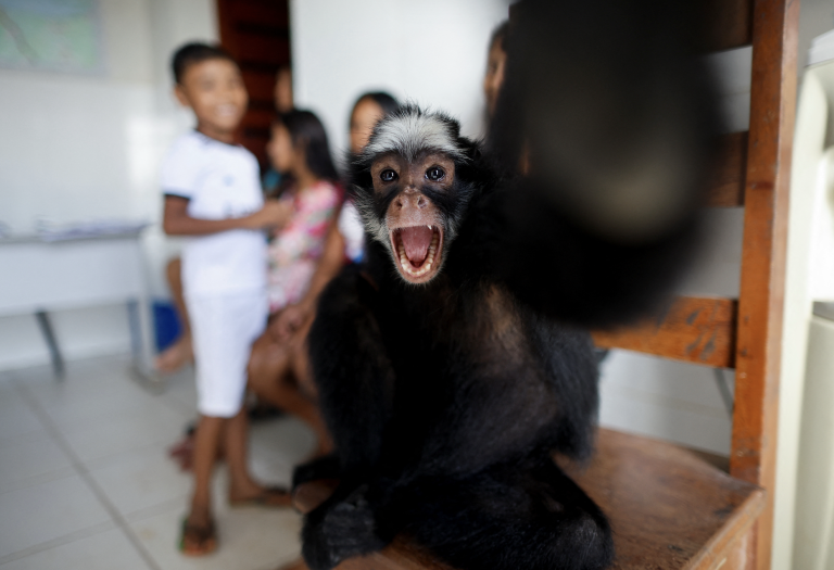 Medikamentenforschung an Makaken in den Vereinigten Staaten beendet