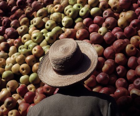 Ovocinári považujú tohtoročnú sezónu za úspešnú. Slovenským klenotom sú jablká