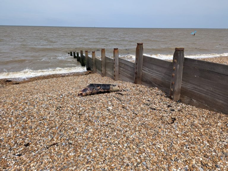 Hundreds of endangered seals found dead on Caspian Sea coast