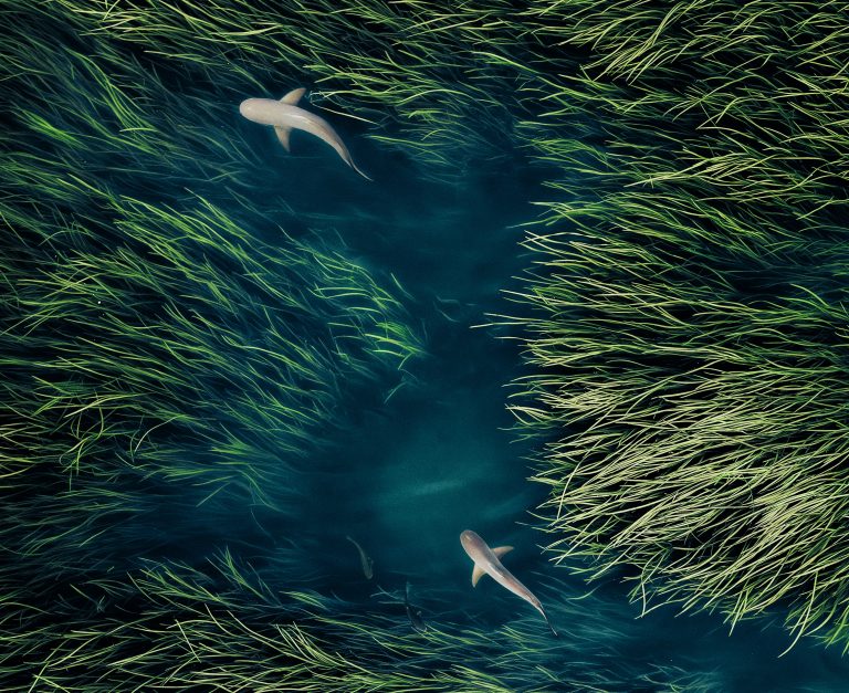 Foto: Abstract Aerial Art / Getty Images