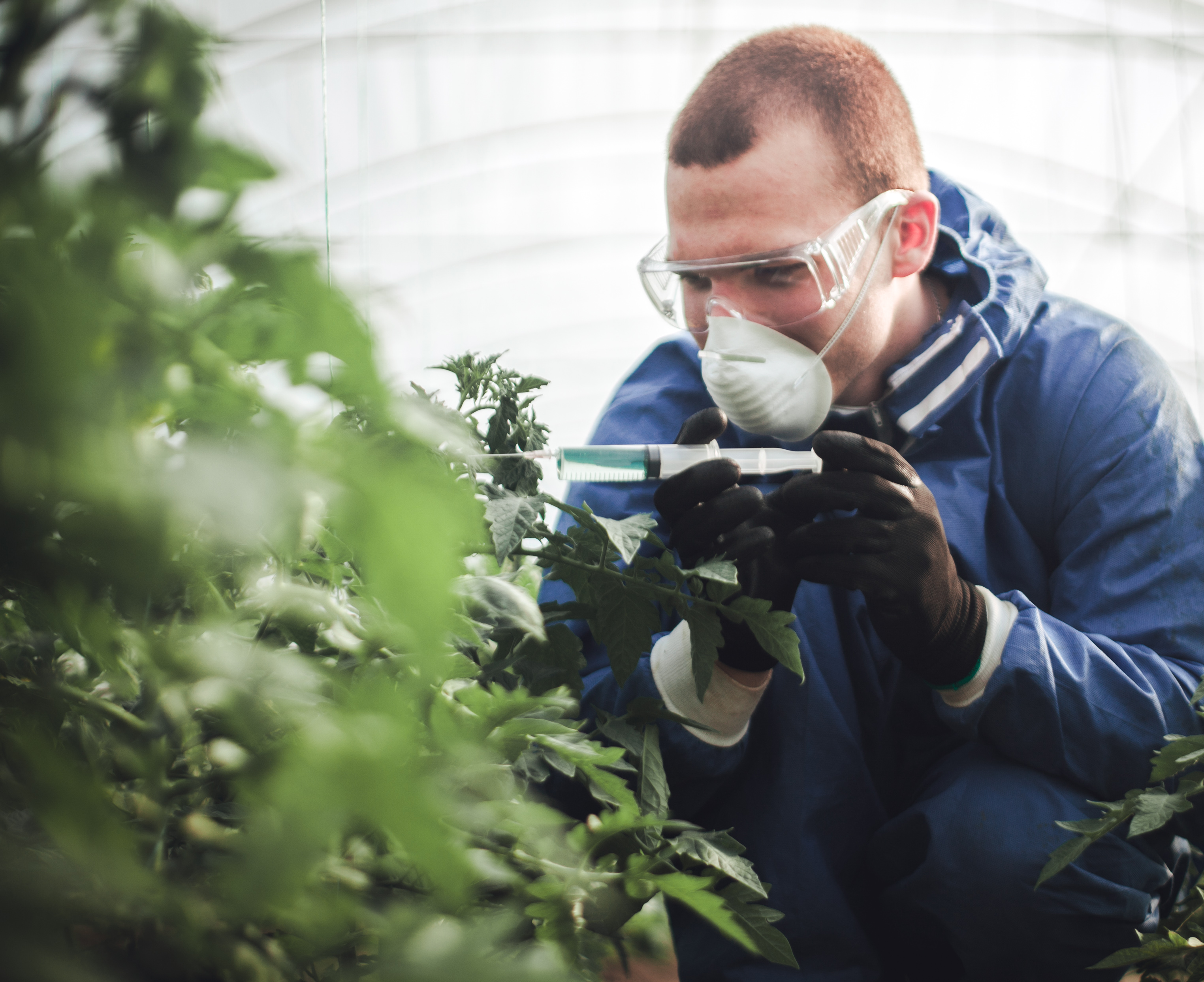 Genetika na tanieri. EÚ plánuje zmierniť pravidlá označovania modifikovaných potravín