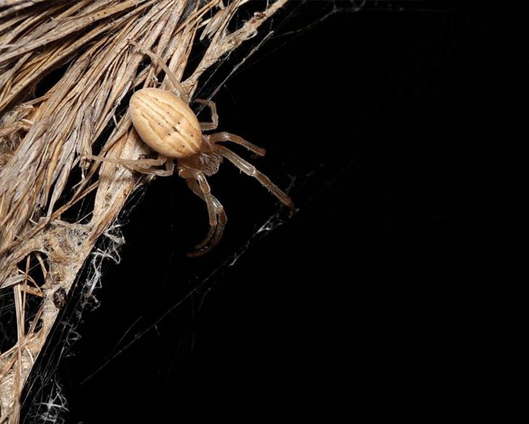 Larinia elegans. Foto: Kryštof Rückl