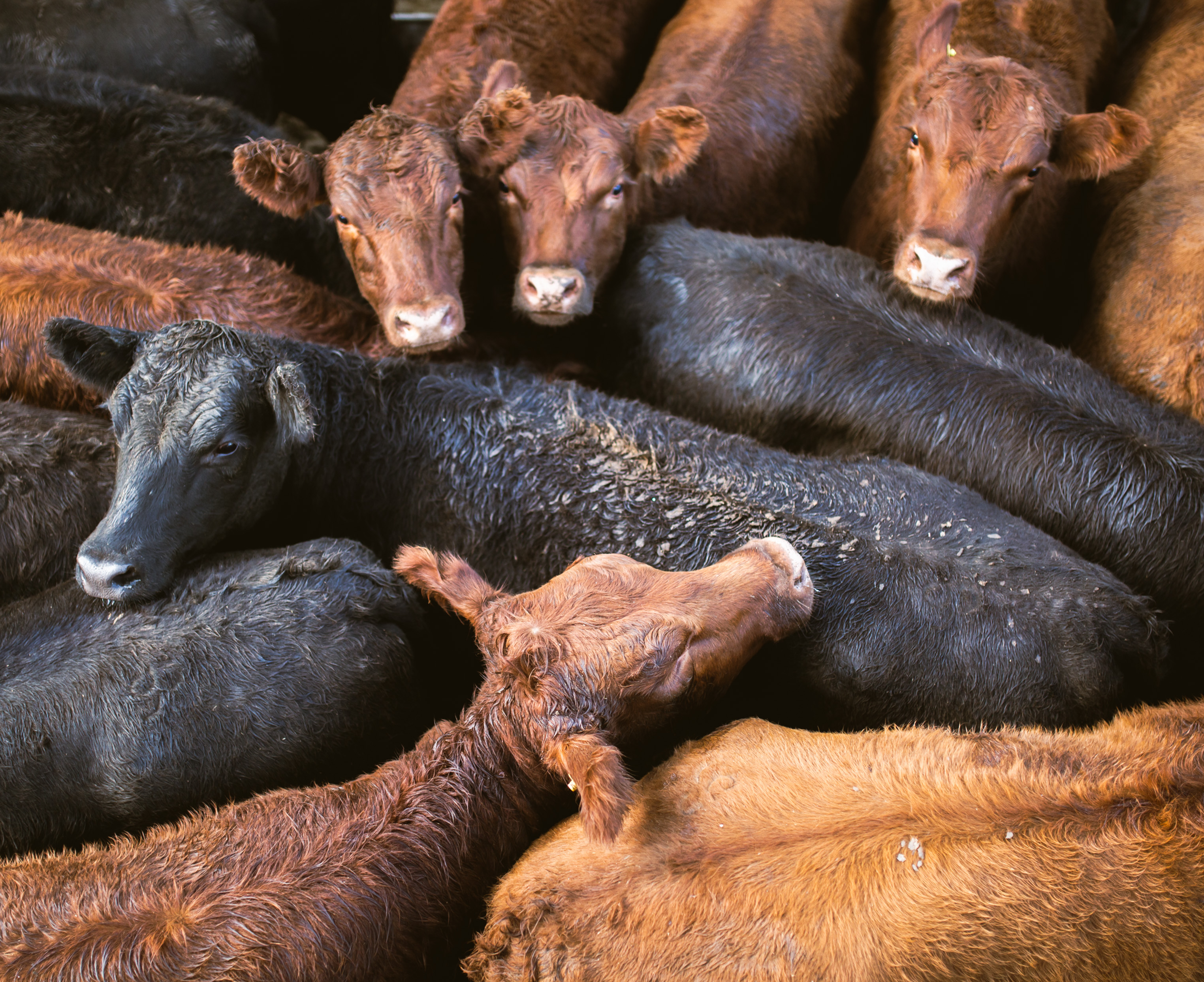 Mercosur: Wie der argentinische Bauer Pedro den oberösterreichischen Bauern Franz in die Existenzkrise drückt