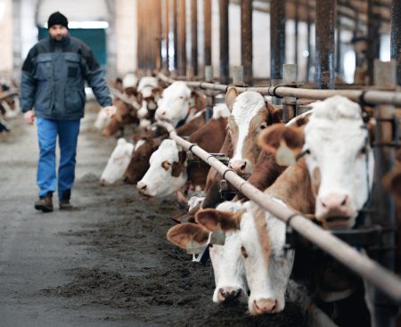 Slovenskí mliekari rok 2025 prežili. Očakávajú však zodpovednú a triezvu politiku štátu