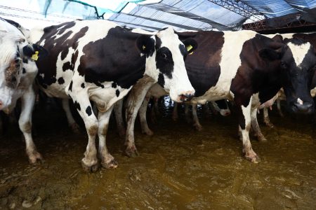 Zelená revolúcia po nemecky: budú merať kravské plyny